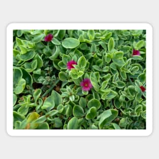 Cute red flowers Magnet